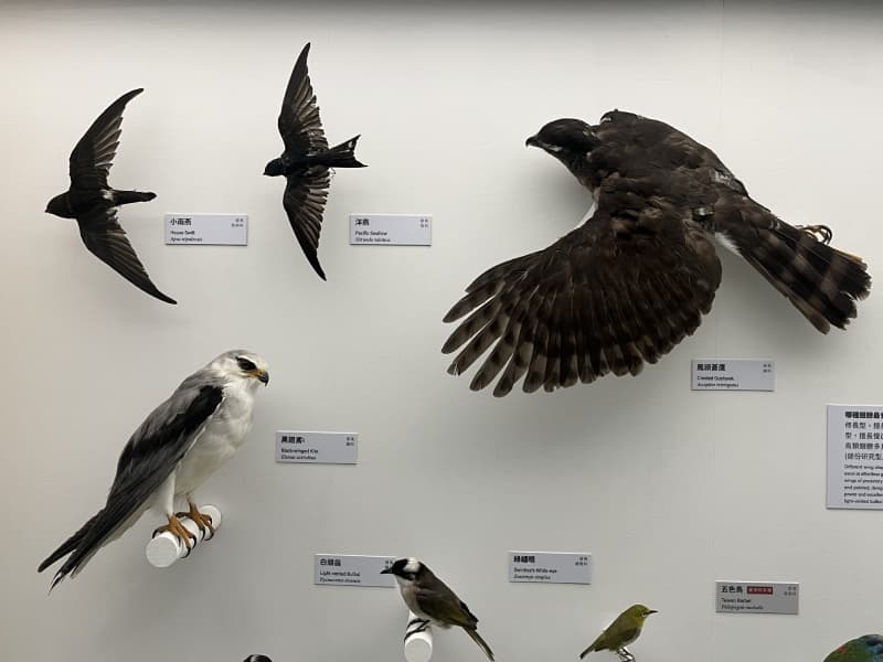 鳥革翬飛：從物理學家的球形雞看鳥類飛行