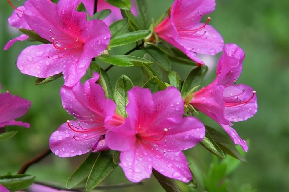 杜鹃哪个品种好养？这10种杜鹃花既美丽又易养