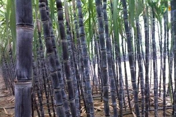 甘蔗怎么样种才能高产？