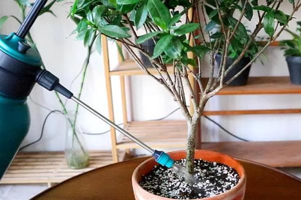栀子花的浇水间隔与冬季修剪指南