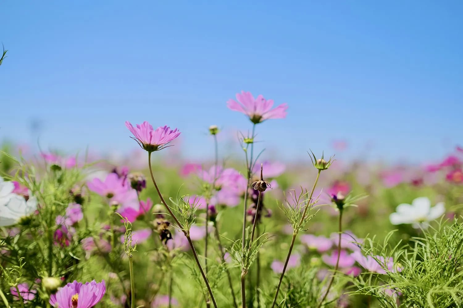 从《伤寒论》到现代医药：芍药甘草汤的传承与创新