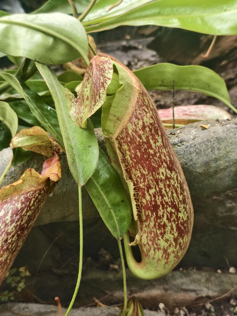 猪笼草、茅膏菜、捕蝇草、瓶子草……70种“动物杀手”等你来赏！