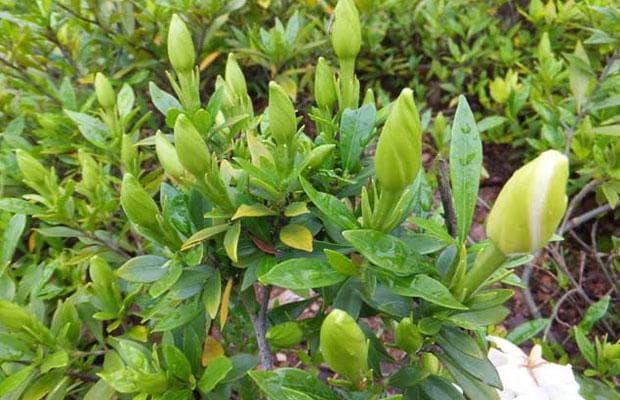 栀子花可以放在卧室吗？栀子花的养殖方法