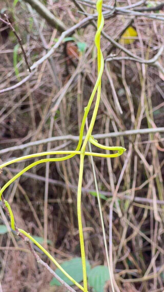 菟丝子：缠绕生长的寄生植物，传统医药中的养生良材