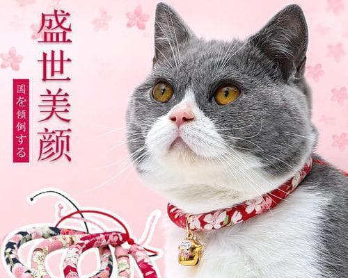 摸小猫脖子要小心（小猫的习性和攻击原因分析）