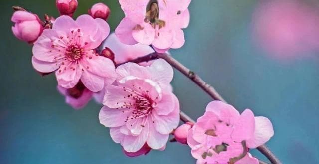 手机也能拍梅花？专业摄影师都不相信！这些技巧让你的照片更动人