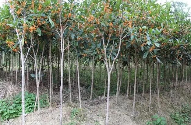 地栽桂花树施肥用量指南及其注意事项