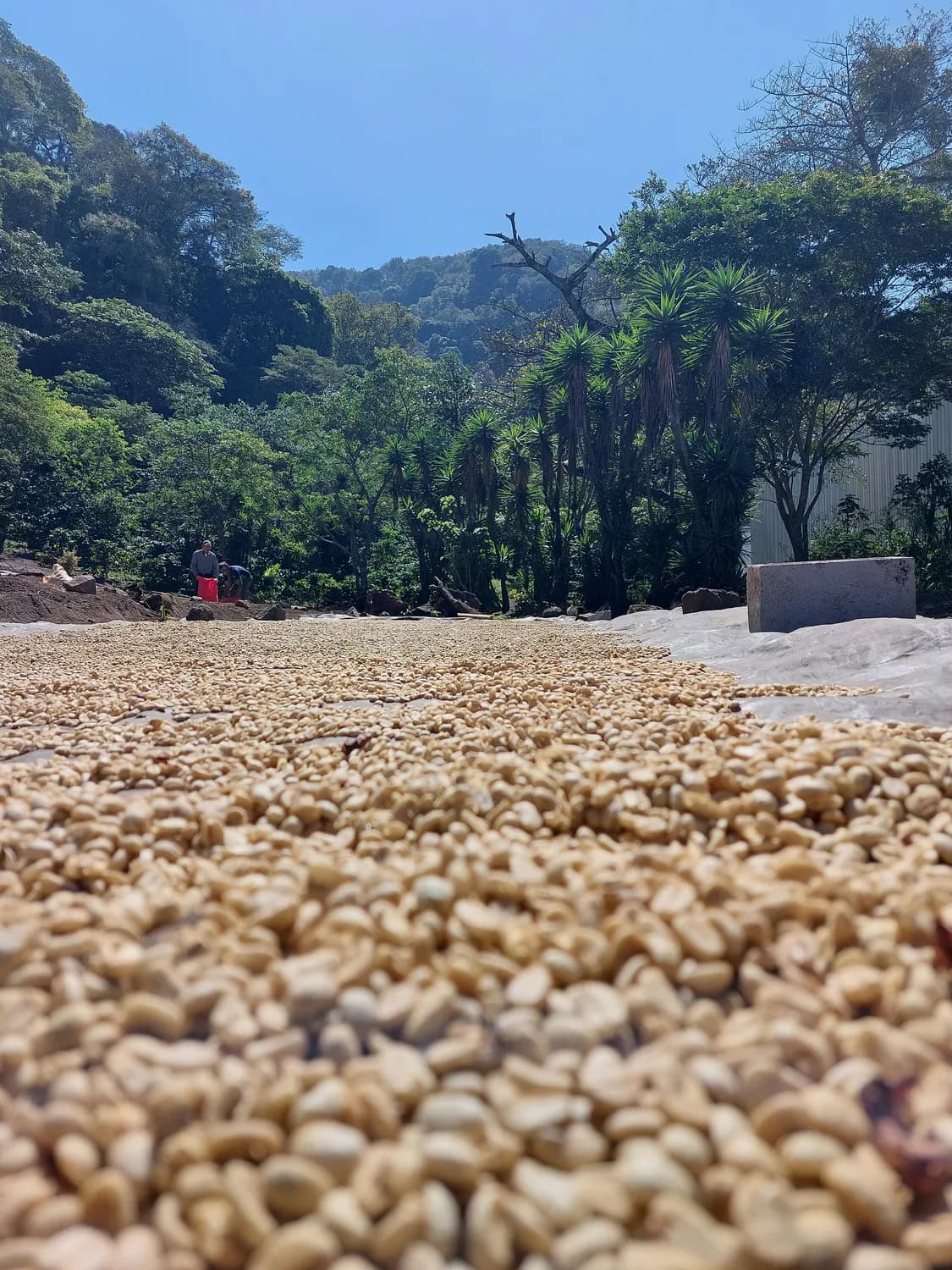 云南保山：猫屎咖啡的中国传奇