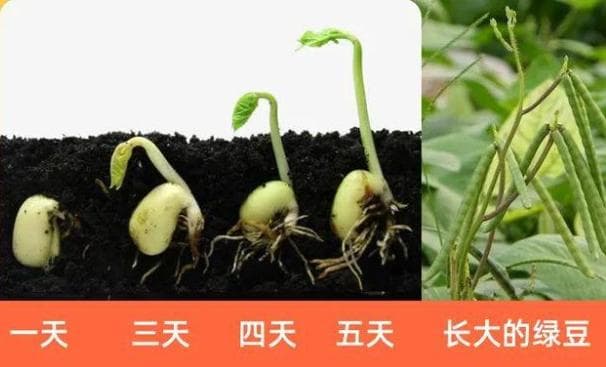 种子发芽的三个条件是哪些？一般几天发芽？
