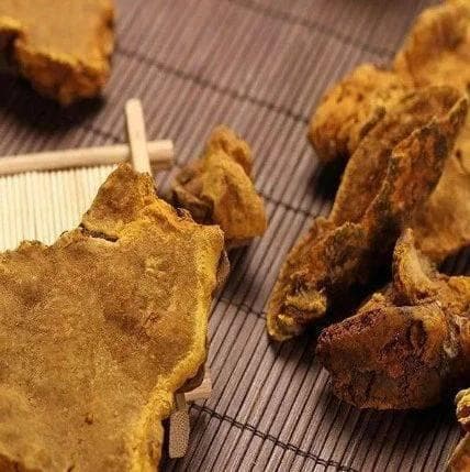 桑黄的营养价值和功效、禁忌，赶紧收藏！
