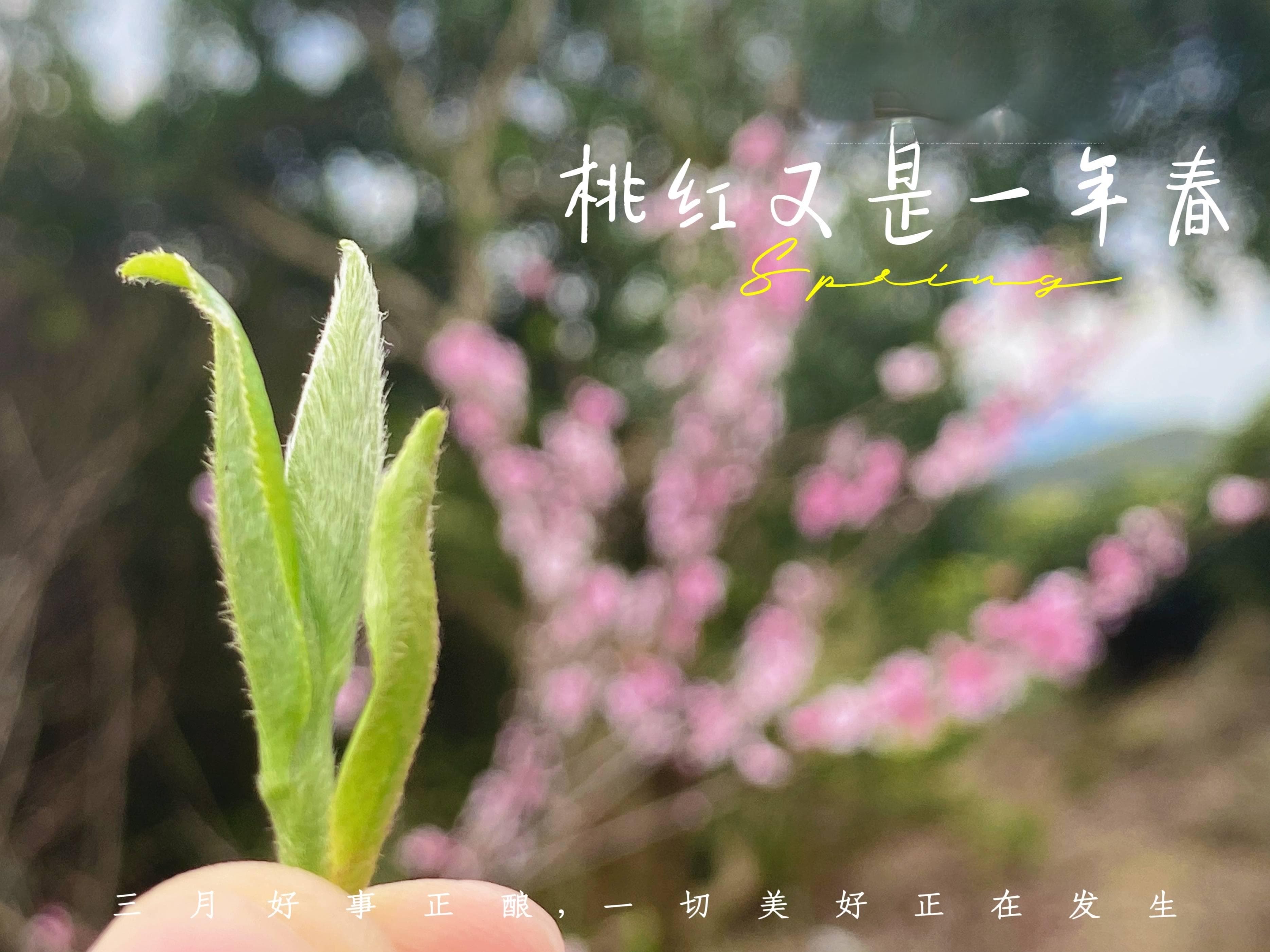 白茶储存忌冰箱，干燥通风是关键