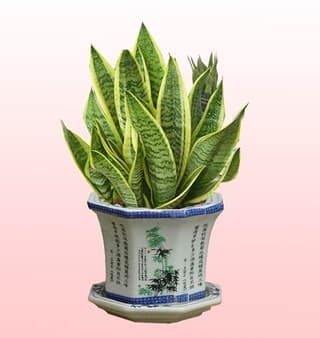 虎皮兰的作用：从观赏到风水的全方位解析