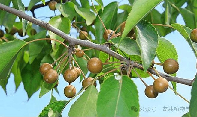 杜梨：一种独特的果树品种，从种植到收获的全面指南