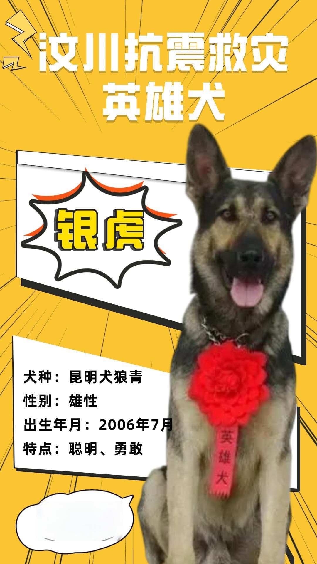 用短暂的生命，活出英雄的模样：搜救犬银虎的故事