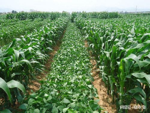 农业种植套种搭配方案介绍
