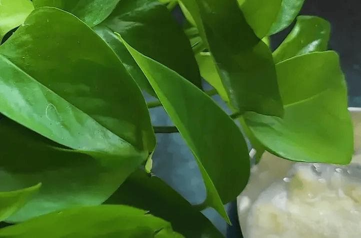 不管你家多有钱，烂香蕉一根都别扔，变废为宝真“值钱”，涨知识