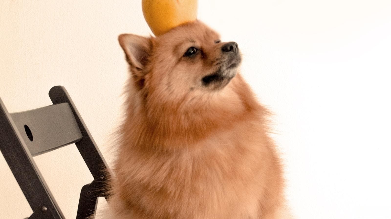 如何训练博美犬