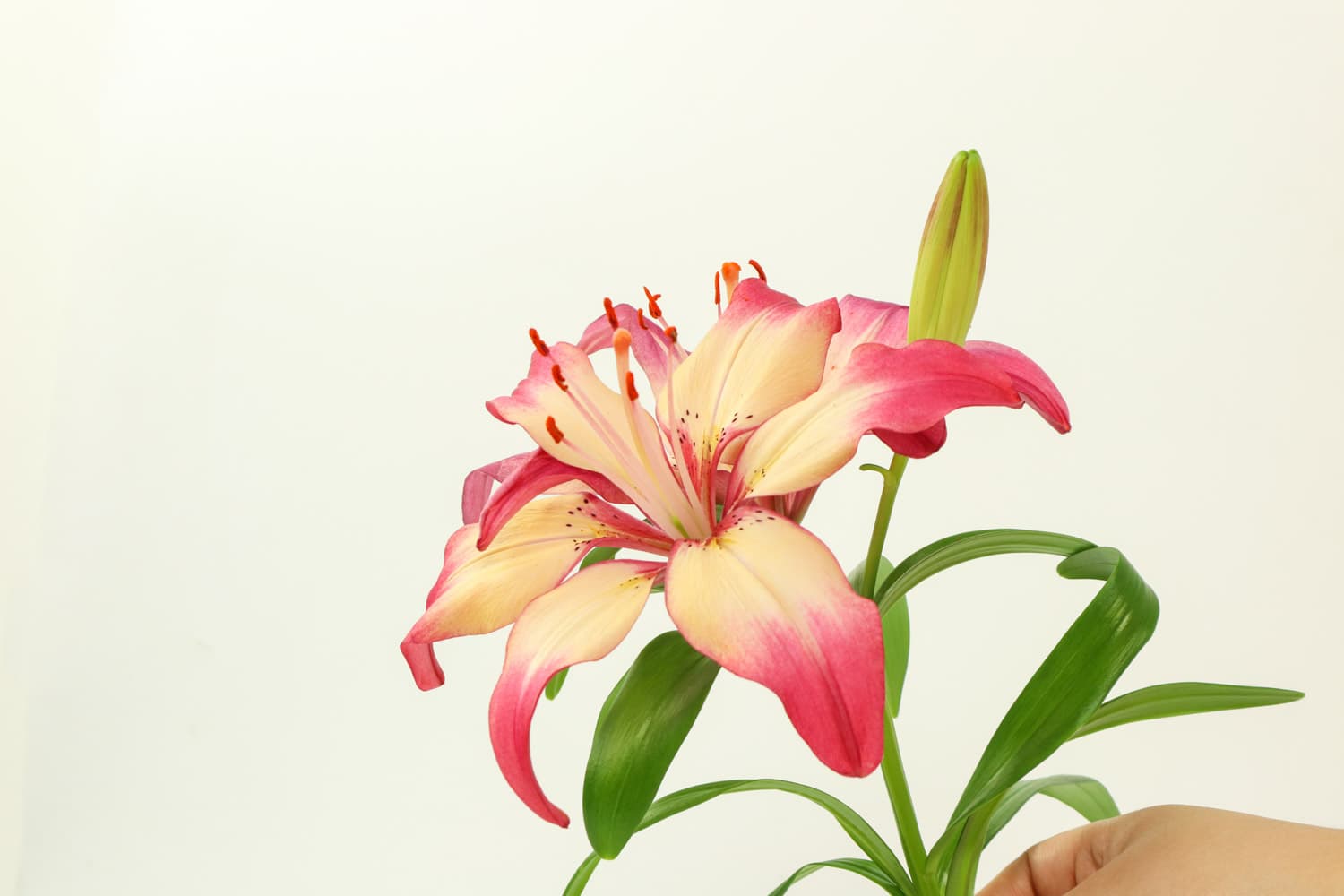 百合花的花语和象征寓意