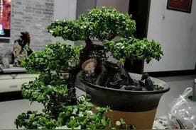 怎样将碱性土壤改良成酸性土壤