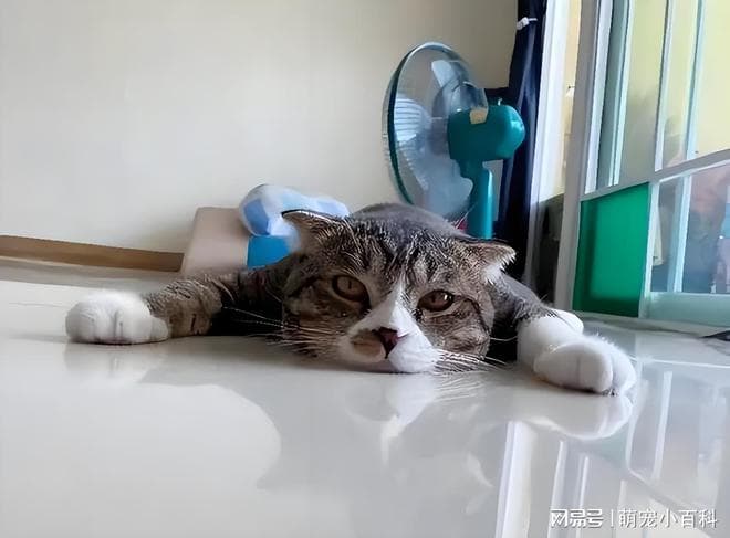 猫咪真不怕热吗？难道它们的厚毛皮里藏着“自带空调”的秘密？