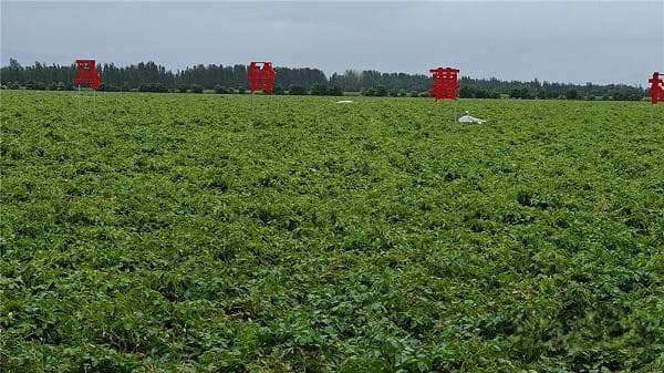 甘肃农垦黄羊河农场：高标准农田助力产业腾飞
