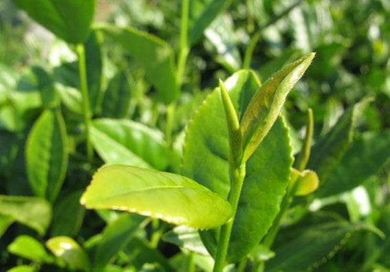 易武三大瑶寨普洱茶：弯弓、刮风寨与同庆河的韵味