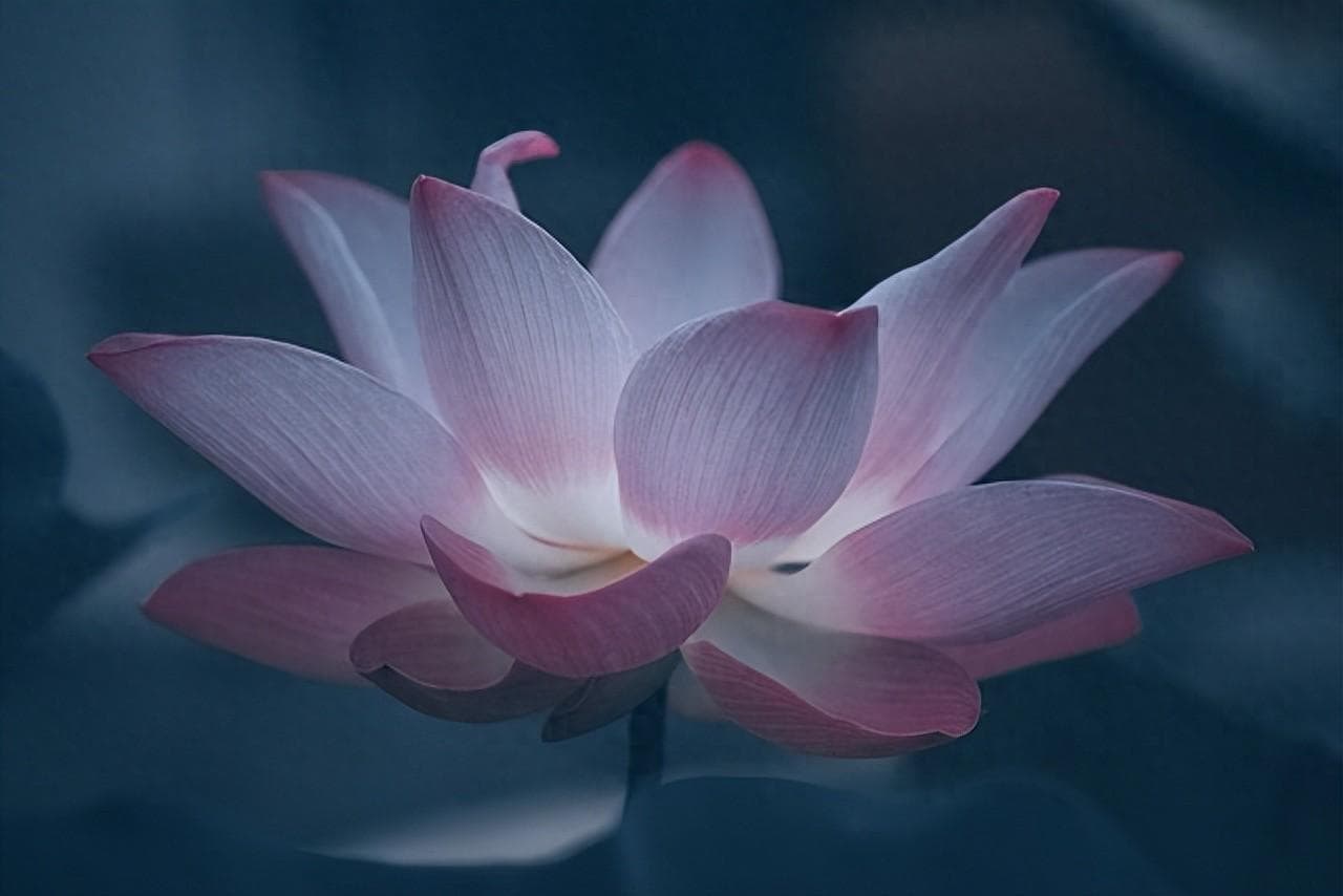 荷花的象征意义：从清廉到友谊的多重寓意