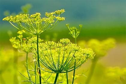 属虎不宜戴朱砂？文化与科学解读
