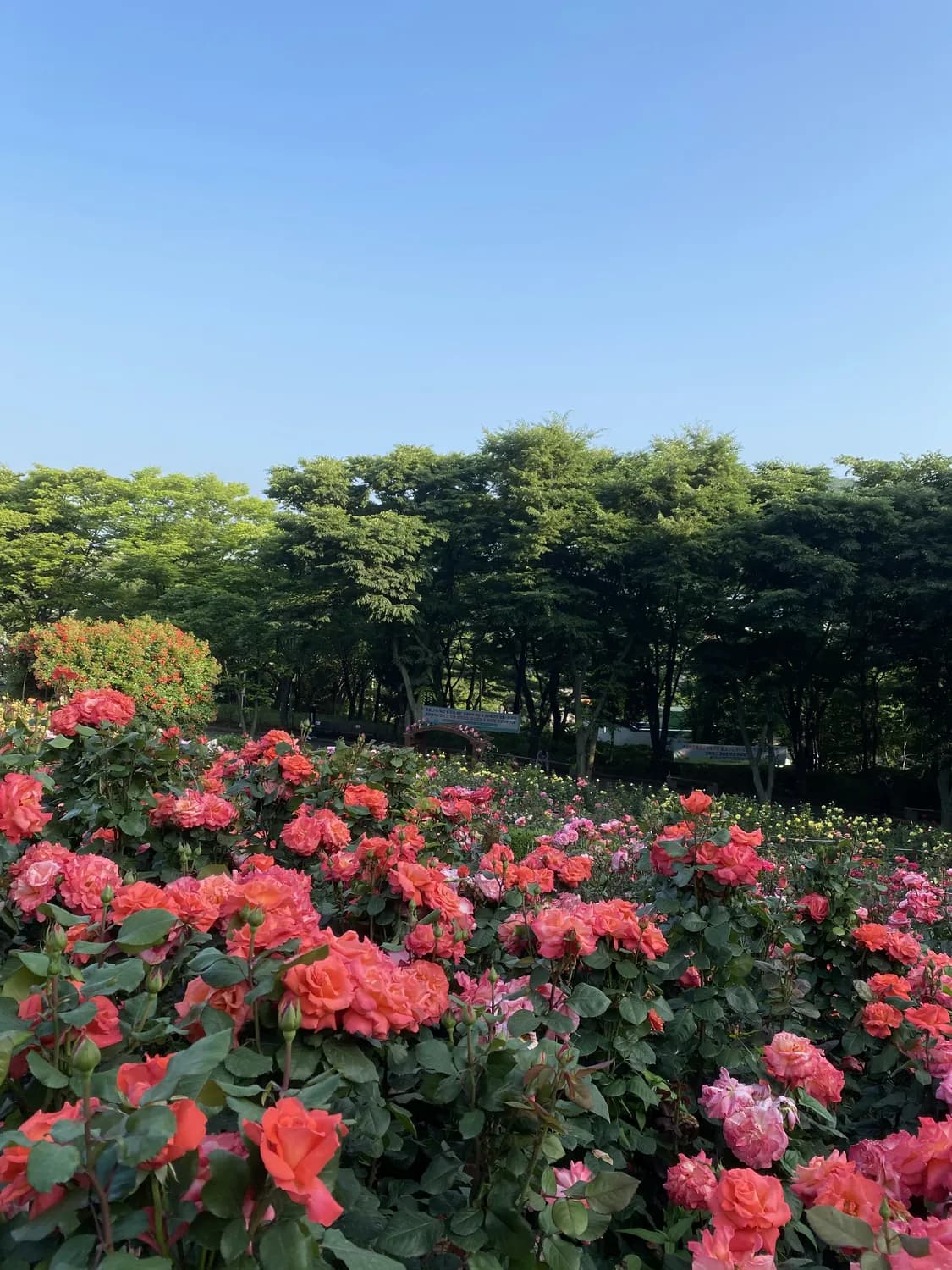 深圳香蜜公园：300多种植物打造的都市绿洲