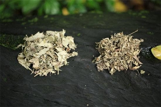 茵陈草和艾草的区别：从外观到功效的全面解析