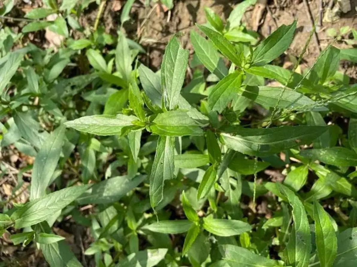中草药染料：墨旱莲