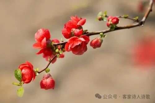 诗经里的木瓜：从文学意象到文化符号
