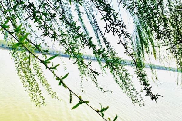 清明节青团子的做法