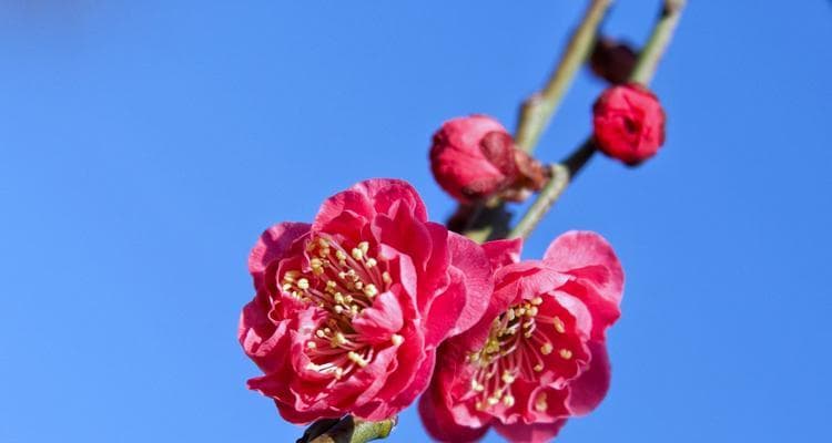 梅花的开花周期与文化内涵