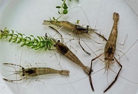 白洋淀青虾：从传统名贵特产到人工繁育新突破