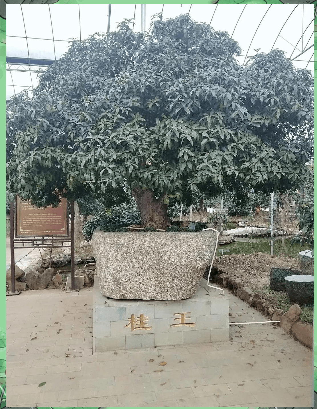 桂花在庭院种植的风水信仰与象征意义