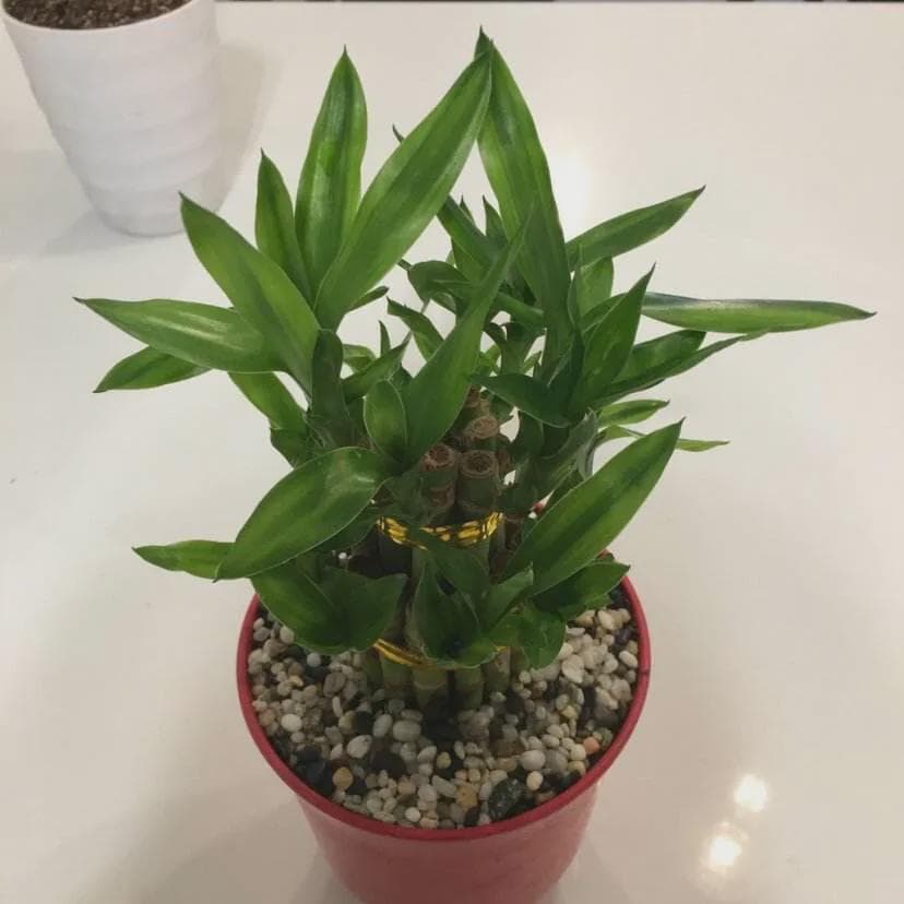 富贵竹多久换一次水