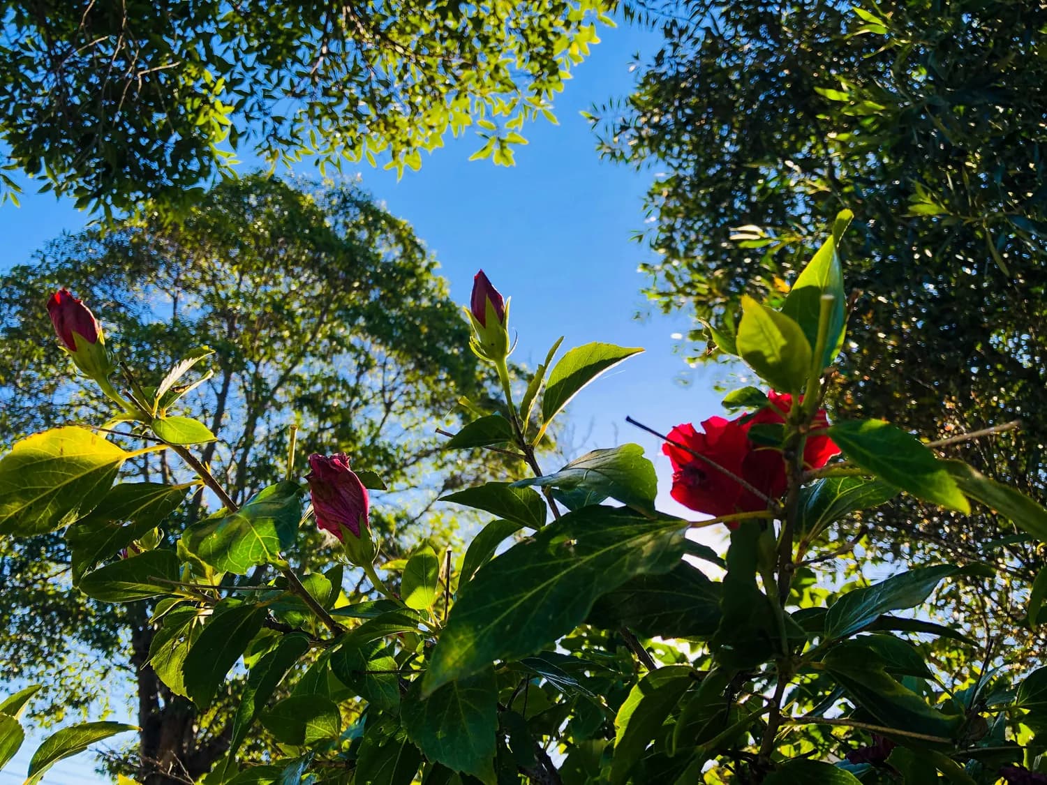 洛神花种植秘籍大公开！