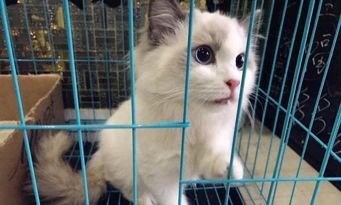 2个月的布偶猫总咬人怎么办？布偶猫咬人解决方法有哪些？