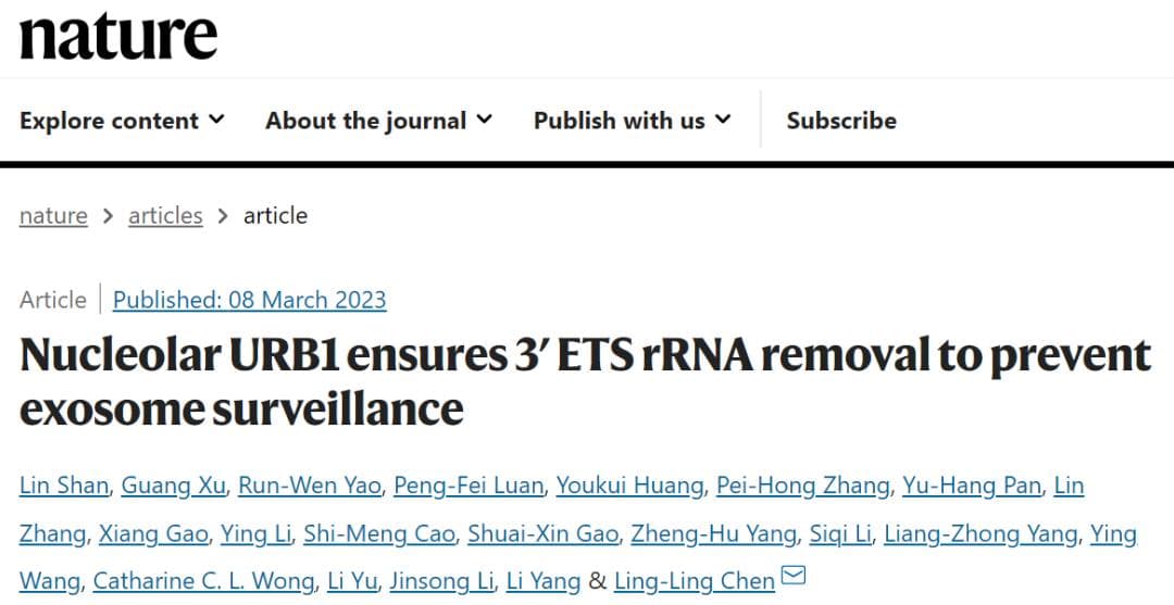 Nature：陈玲玲团队发现核仁新结构调控核糖体RNA末端加工重要机制