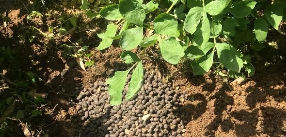 牡丹种植与生长周期详解（从种植到开花，牡丹的全过程）