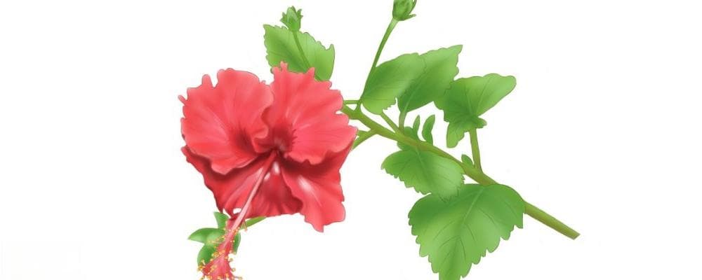 山海经里的植物名称：60个冷门又惊艳的名字