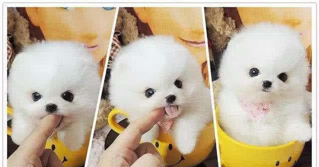 如何正确喂养茶杯犬——一份详细指南（从饮食到锻炼，全面指导茶杯犬的健康成长）