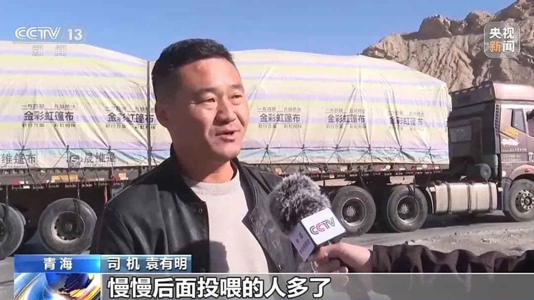 可可西里“网红狼”调查：爱就别投喂！不打扰是最好保护投喂