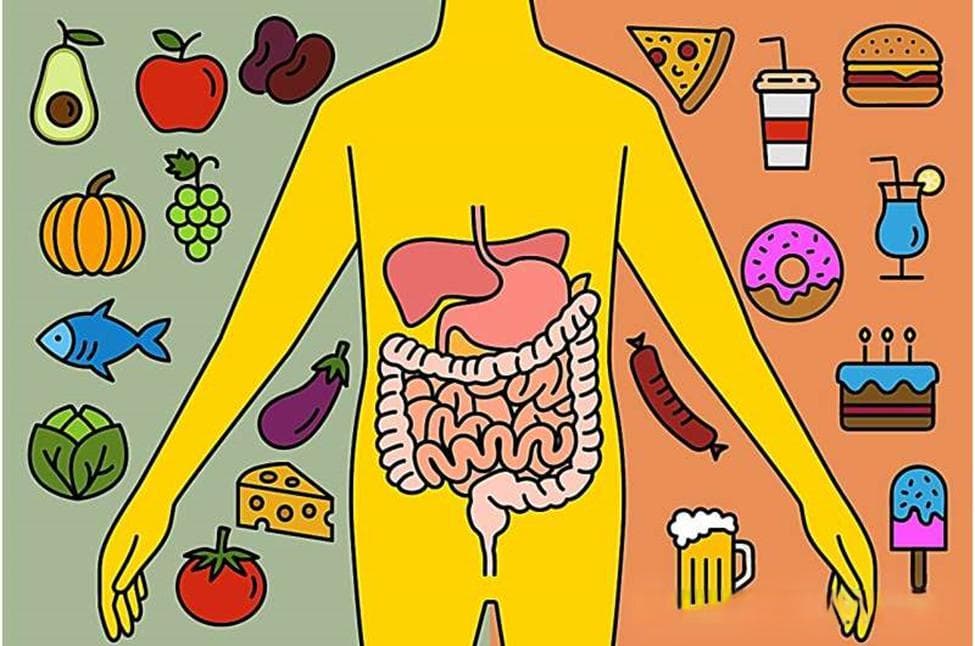 最新研究证明不健康饮食与消化系统癌症风险密切相关