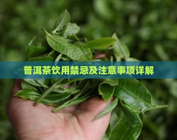 普洱茶饮用禁忌及注意事项详解