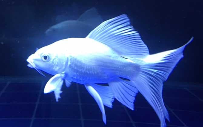 蝴蝶鲤鳞变红渗血是什么病？