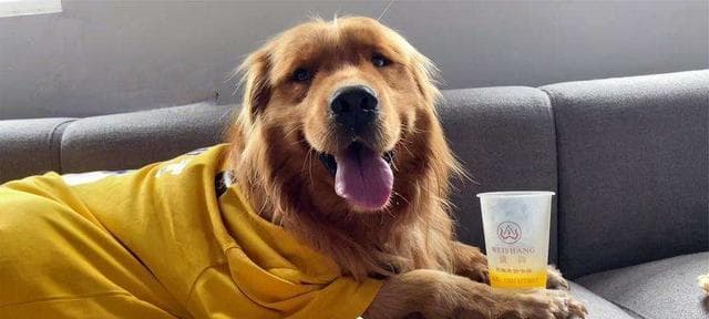 狗狗的饮水需求指南：从幼犬到老犬的全方位解析
