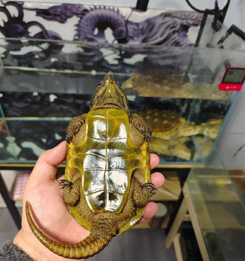 鹰嘴龟的饲养方法（打造一个舒适的家——鹰嘴龟的正确饲养方法）