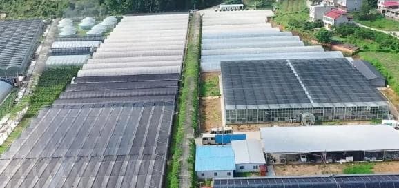 设施蔬菜高温闷棚技术详解：五步操作防治病虫害，改善土壤质量